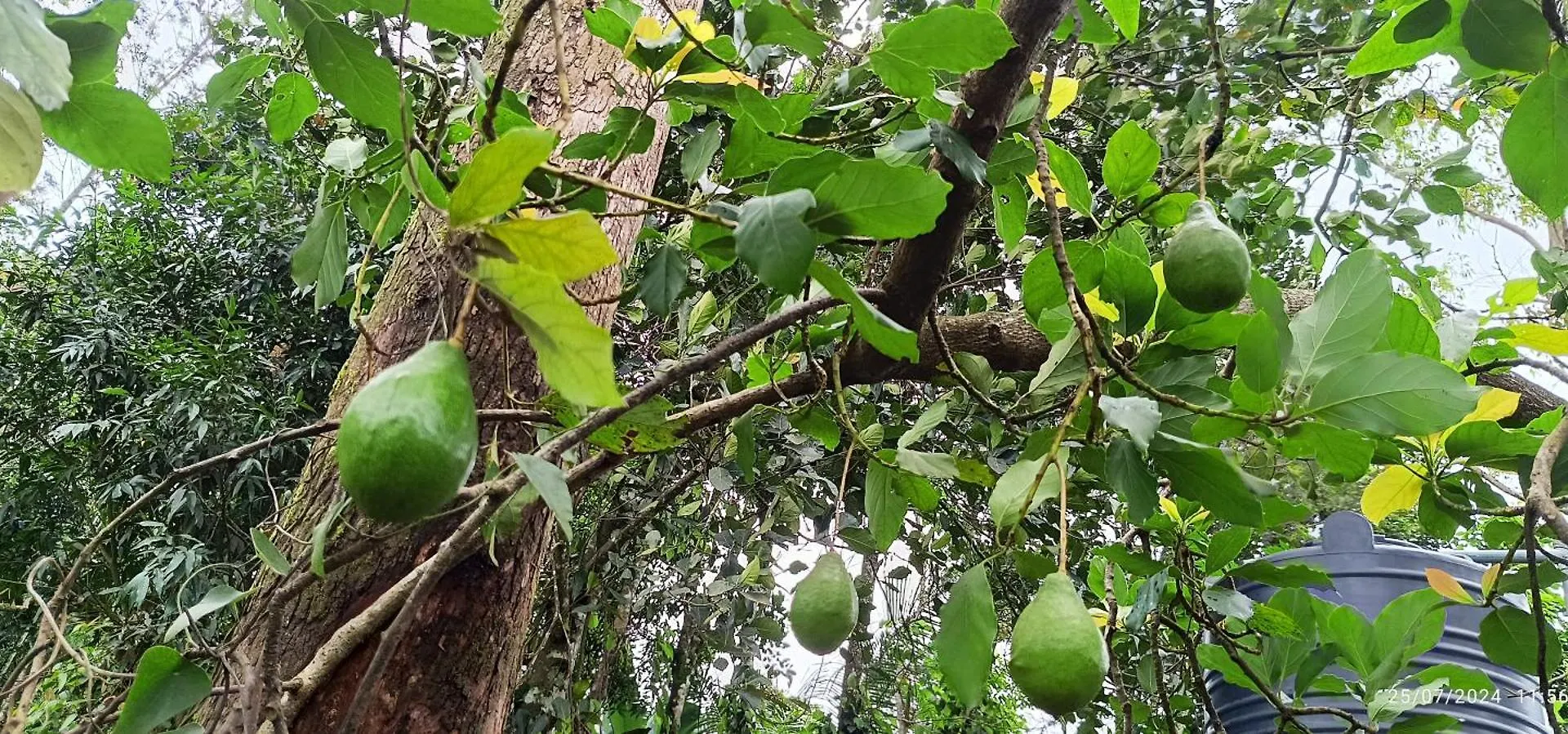 Nadackal Nature County Munnar 0*,
