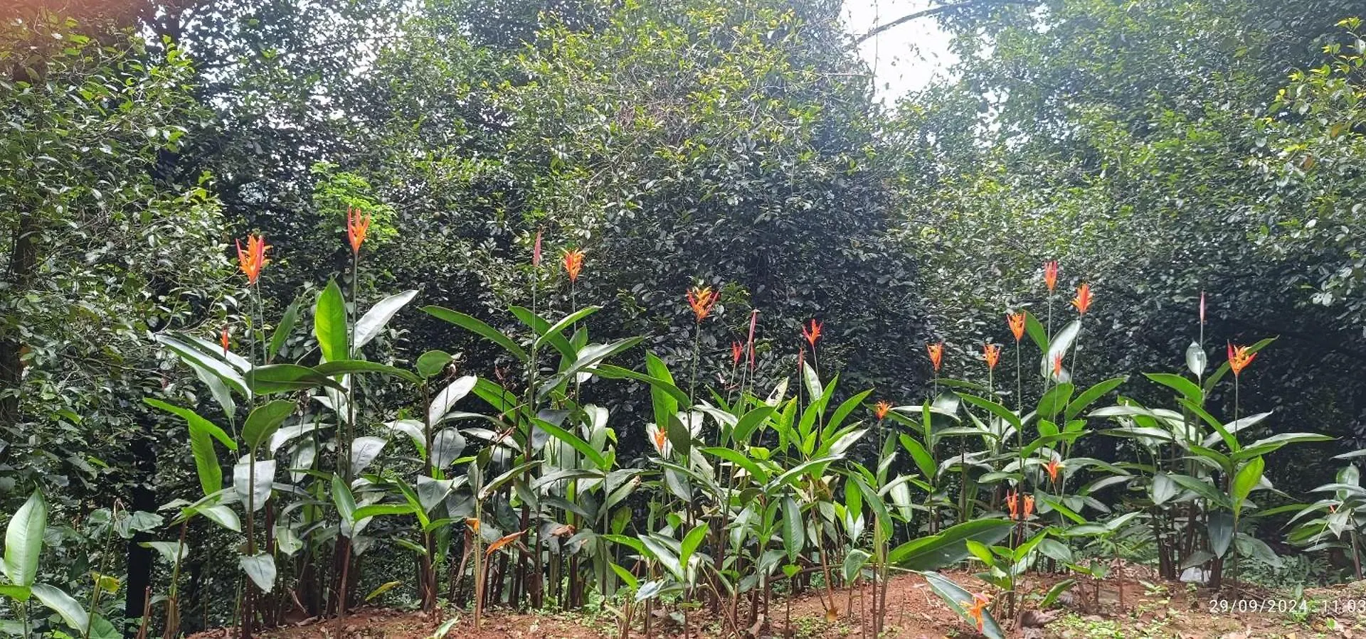 Ubytování v soukromí Nadackal Nature County Munnar