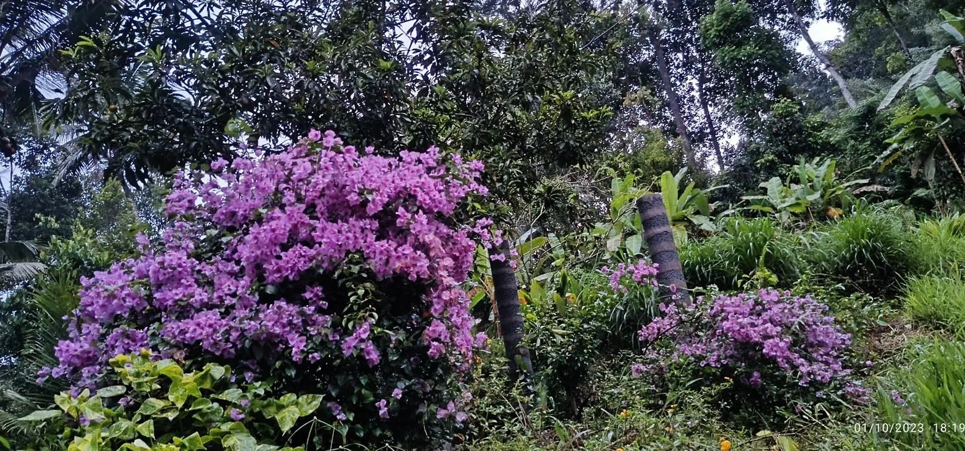 Nadackal Nature County Munnar Indie