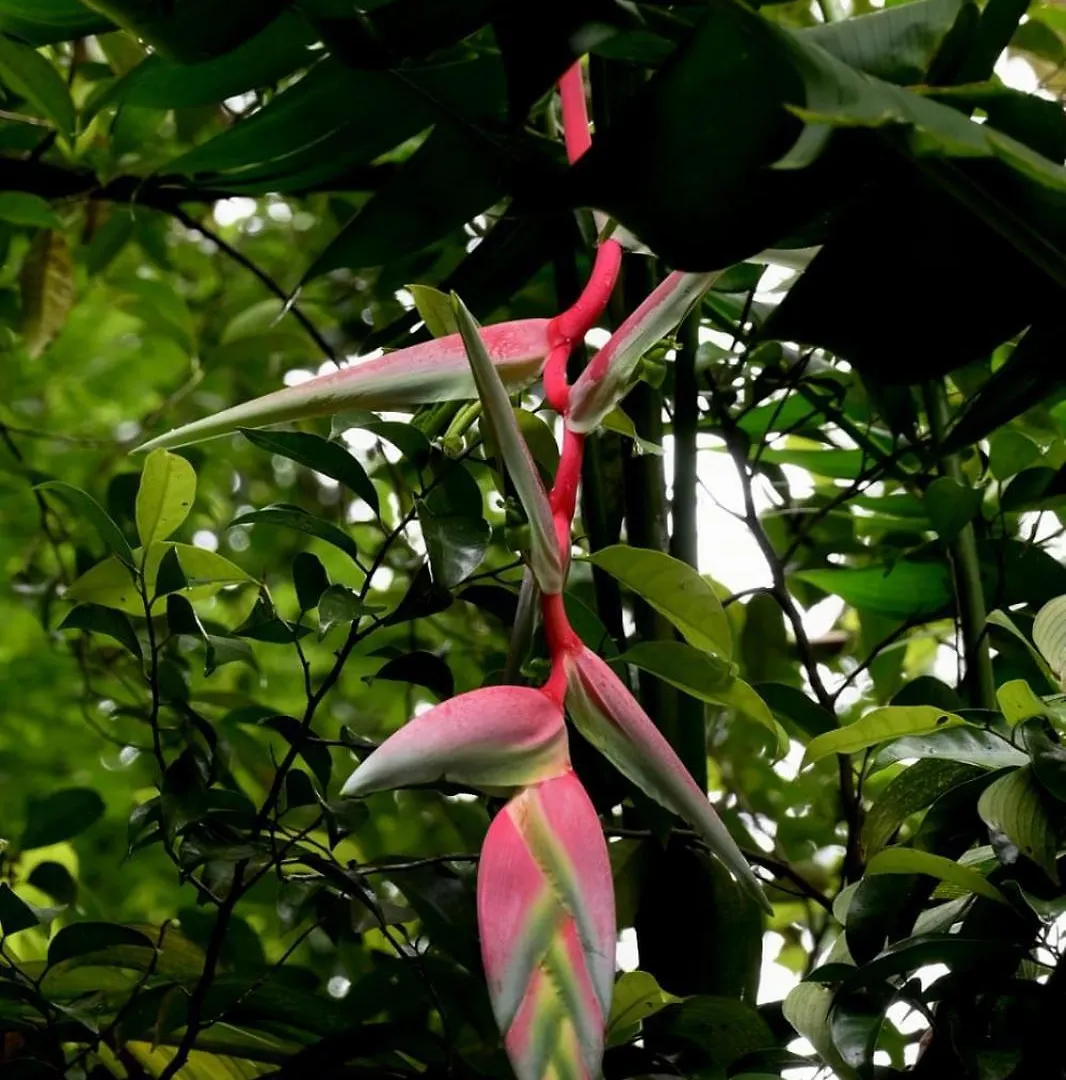 Ubytování v soukromí Nadackal Nature County Munnar