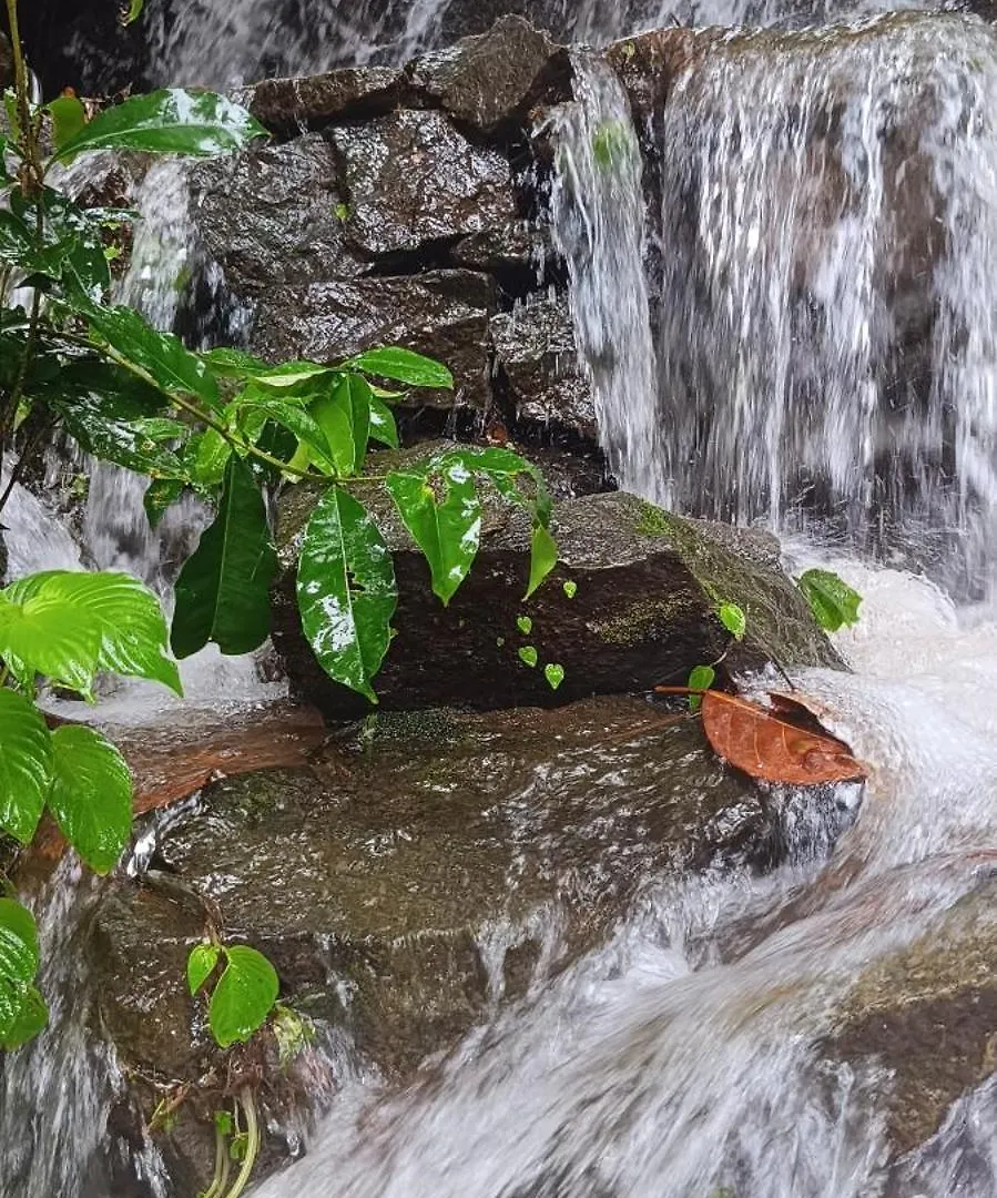 Nadackal Nature County Munnar